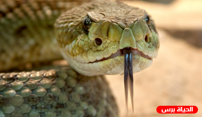 رؤية الافعى في المنام - الحية في المنام 